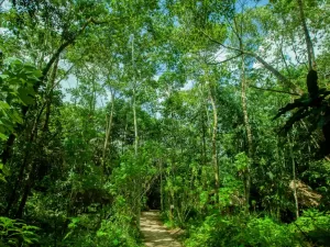 SELVA TARAPOTO